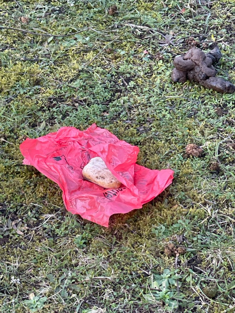 Giftköder-Giftköder-Profilbild