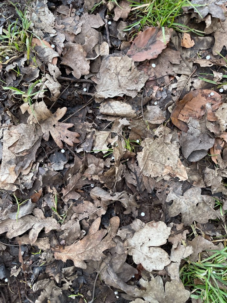 Giftköder-Rattengift?-Profilbild