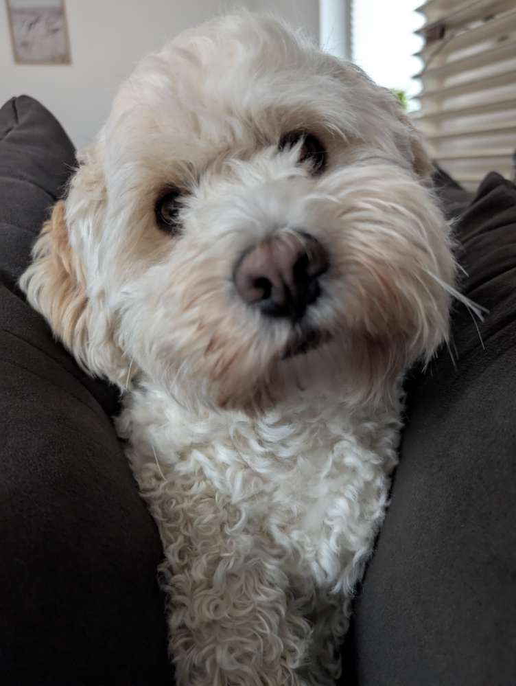 Hundetreffen-Spaziergänge/ Wanderungen/ Spieltreffen-Profilbild