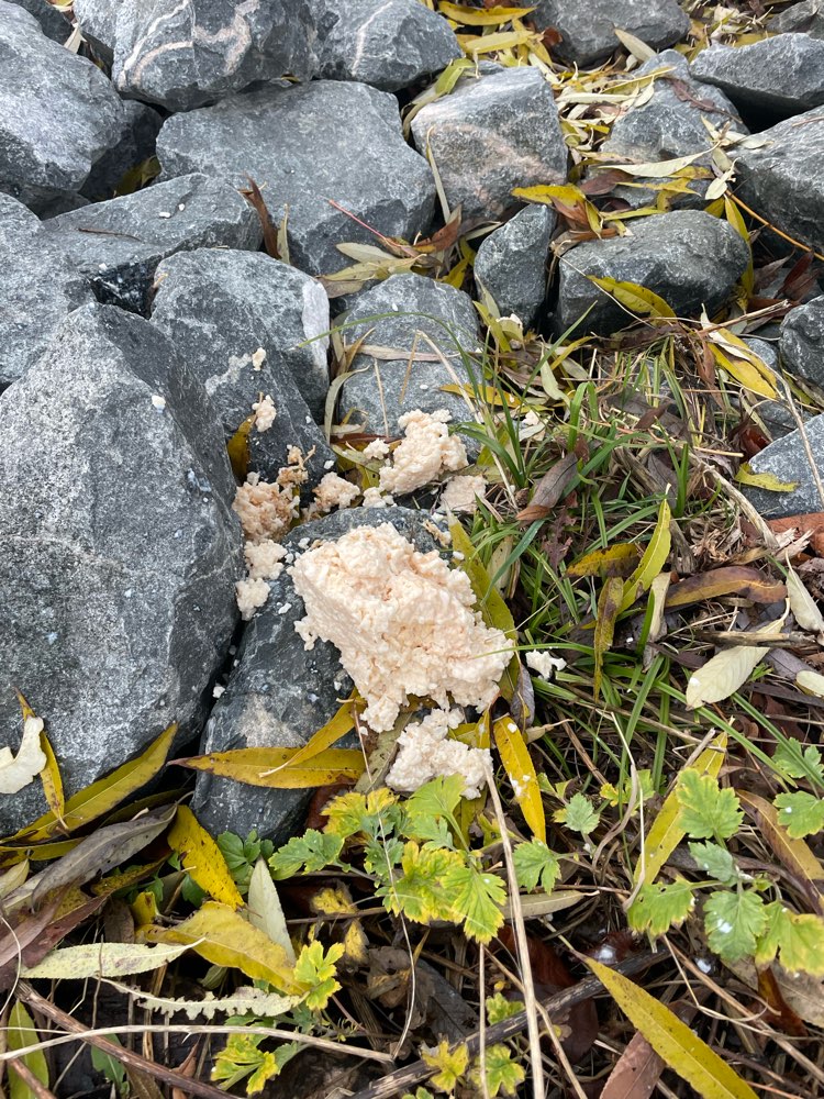 Giftköder-Möglicher Giftköder-Profilbild