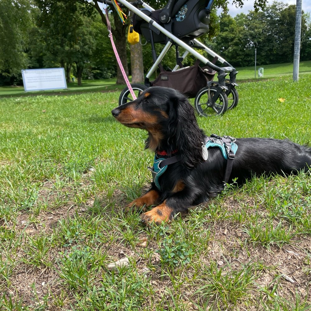 Hundetreffen-Spazieren/ Spielen in Eching-Profilbild