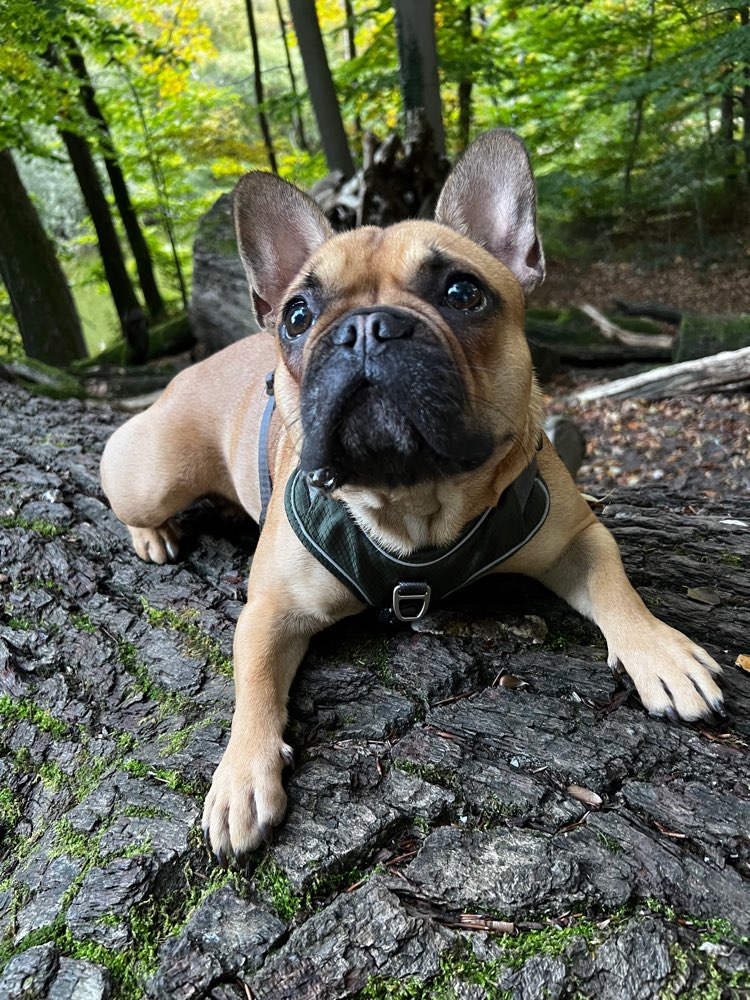 Hundetreffen-Spazieren gehen / Spiel & Spaß-Profilbild