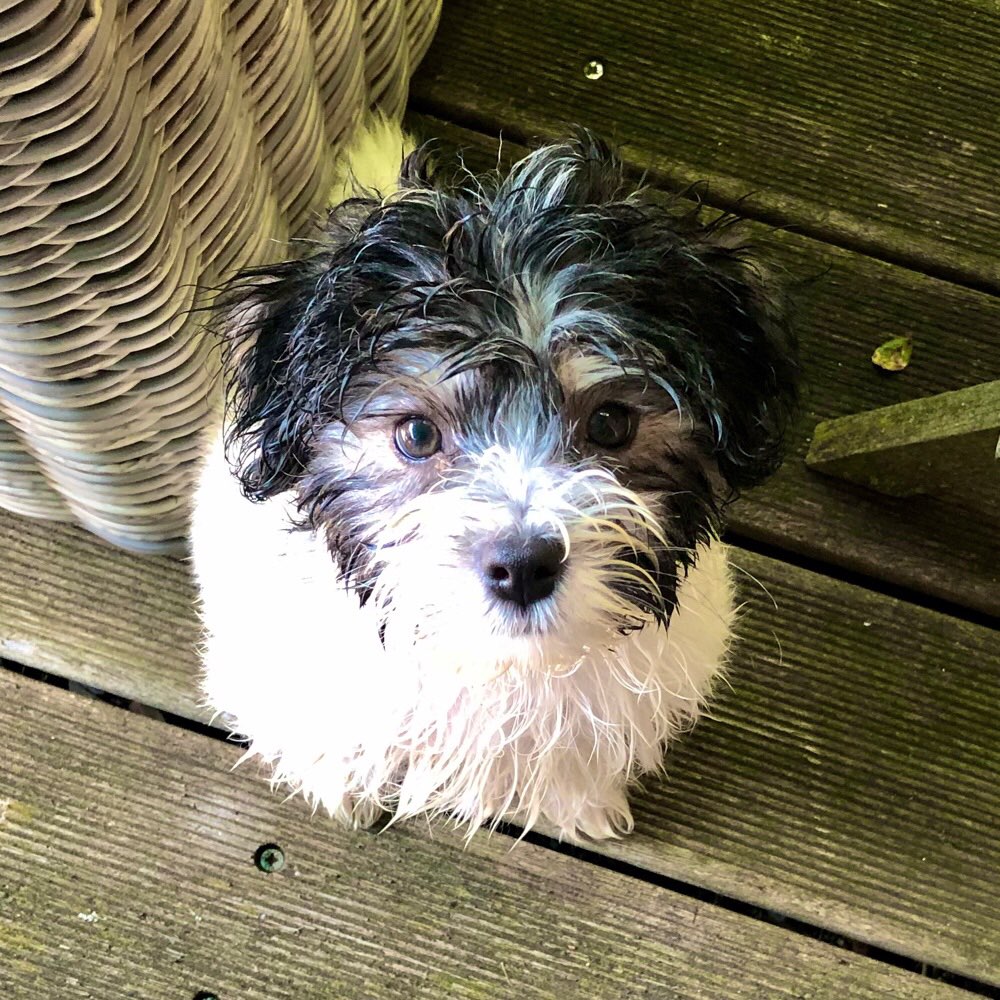 Hundetreffen-Suche Hundefreund/in für Lilli auf Augenhöhe-Profilbild