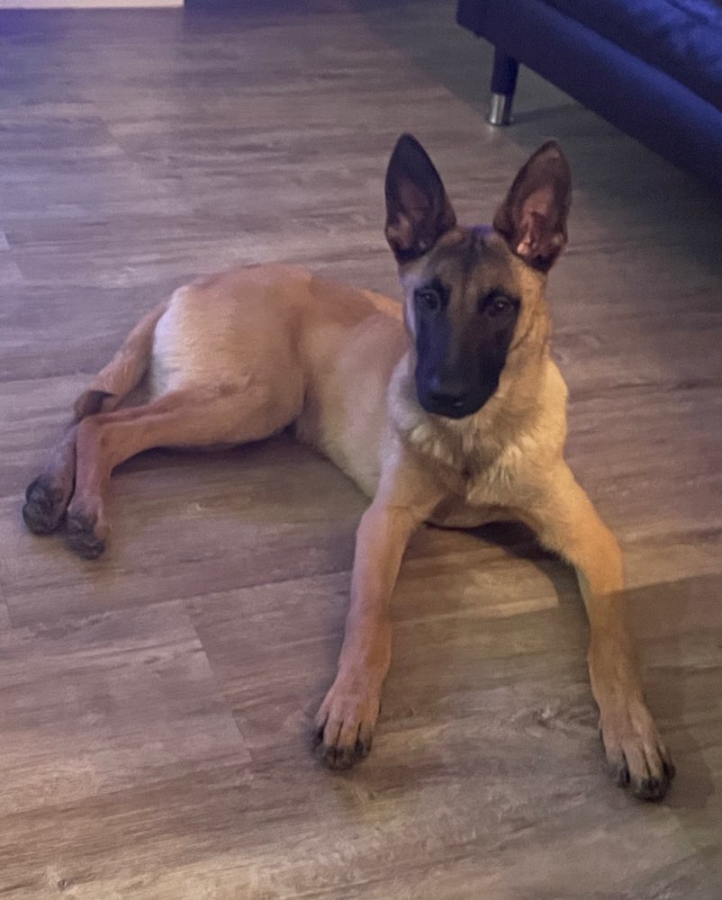 Hundetreffen-Treffen mit Falko Westadt-Profilbild