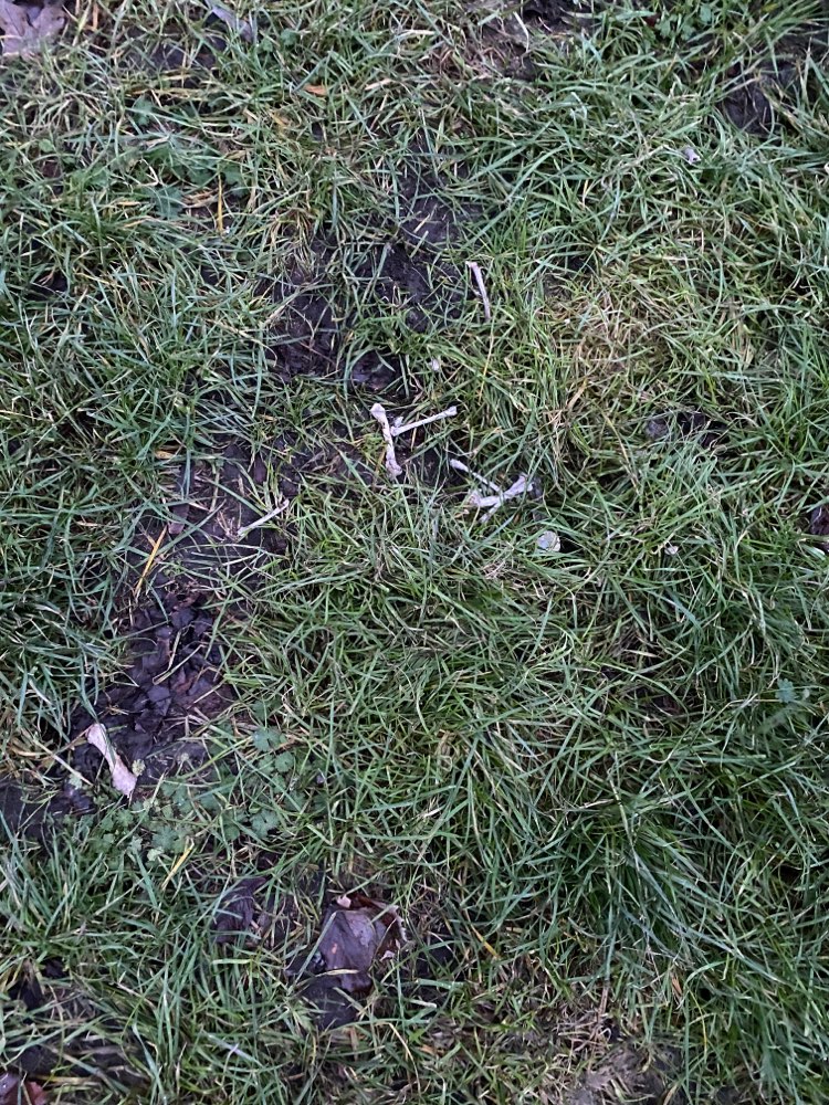 Giftköder-Gekochte Knochen-Profilbild