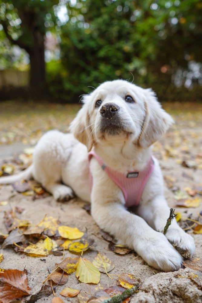 Hundetreffen-Welpentreff in Altona/Bahrenfeld-Profilbild