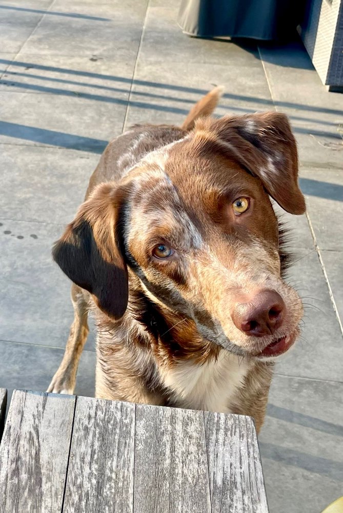 Hundetreffen-Hallo Spiel-und Sozialpartner gesucht für gelegentliche Runden-Profilbild