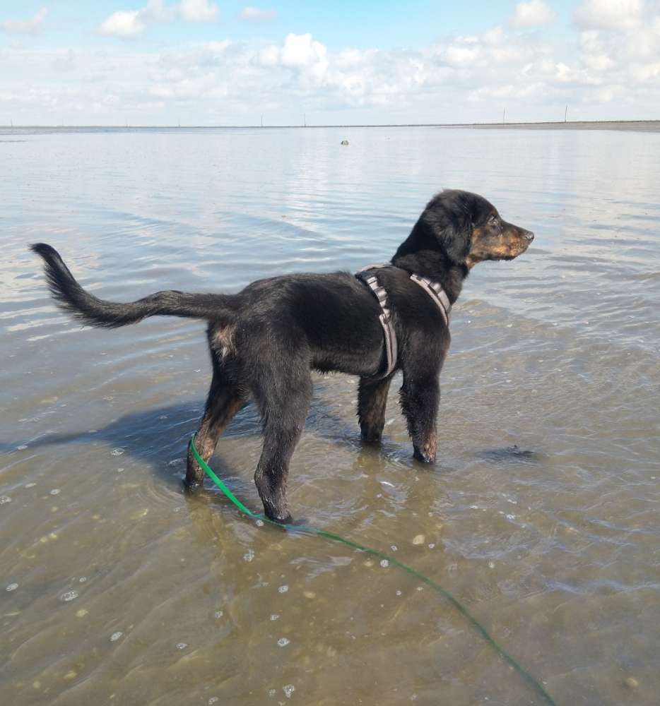 Hundetreffen-Soziale Hunde für Spielen gesucht-Profilbild