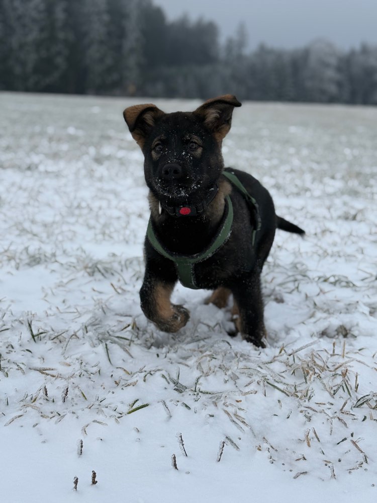 Hundetreffen-Suchen Spielbuddy-Profilbild