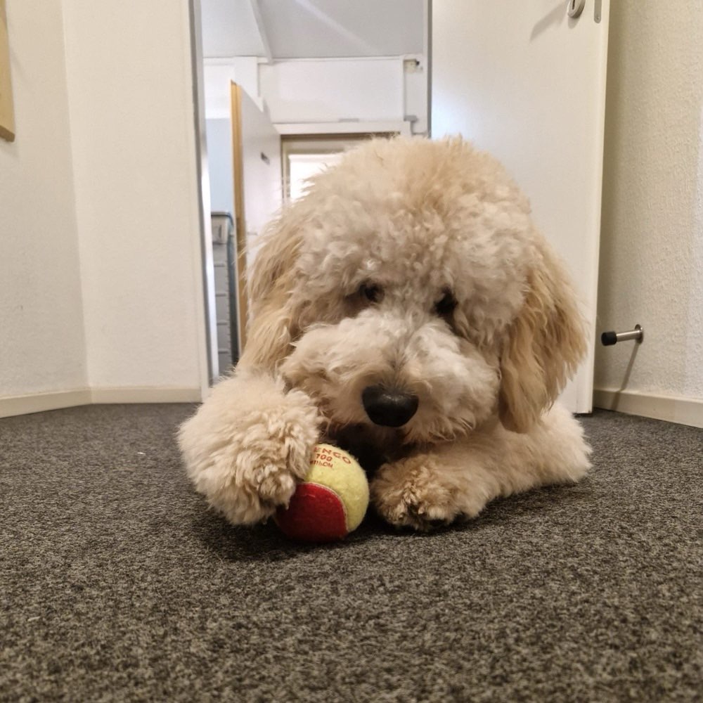 Hundetreffen-Spiel, Spass und Gassi in Bremerhaven-Profilbild