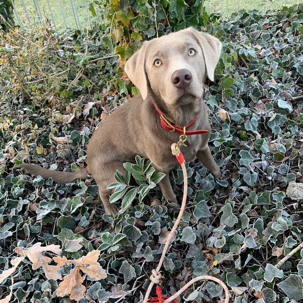 Hundetreffen-Spiele-/Gassi-Treffen-Profilbild
