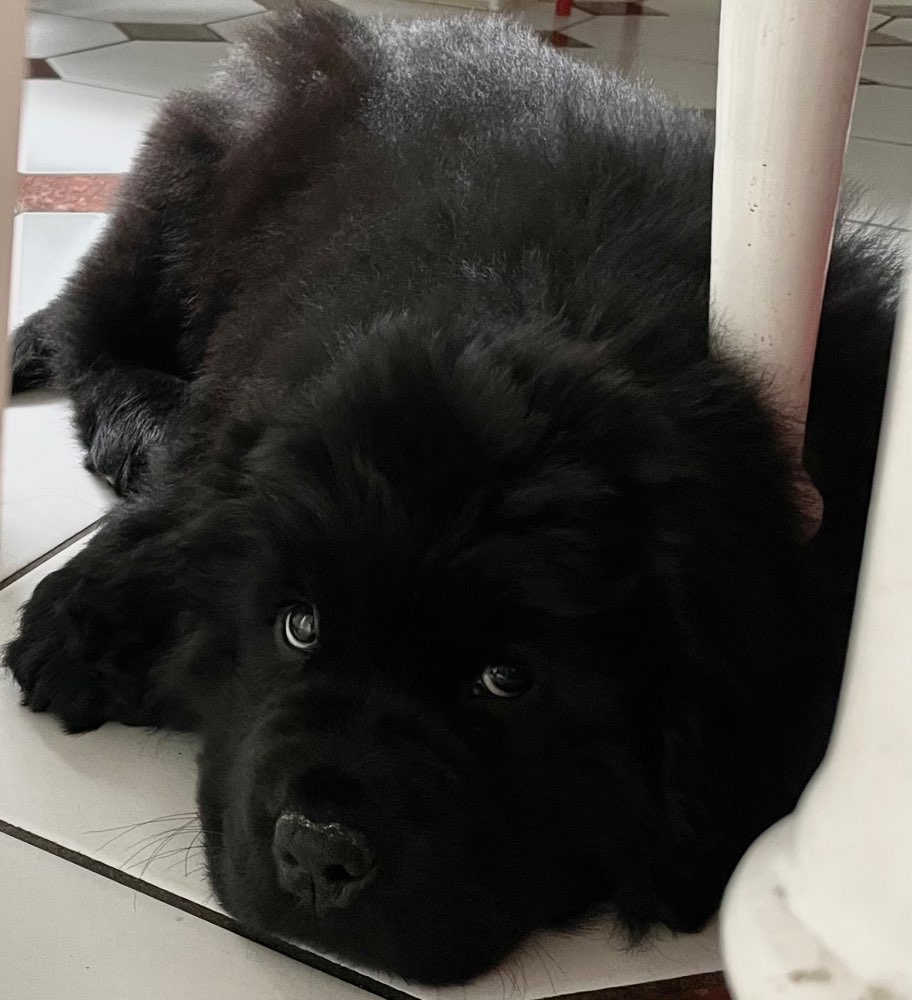 Hundetreffen-Welpentreffen für große Hunde-Profilbild