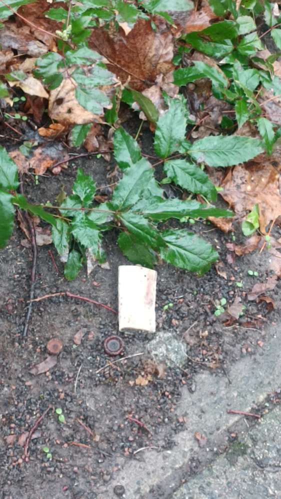 Giftköder-Knochen-Profilbild