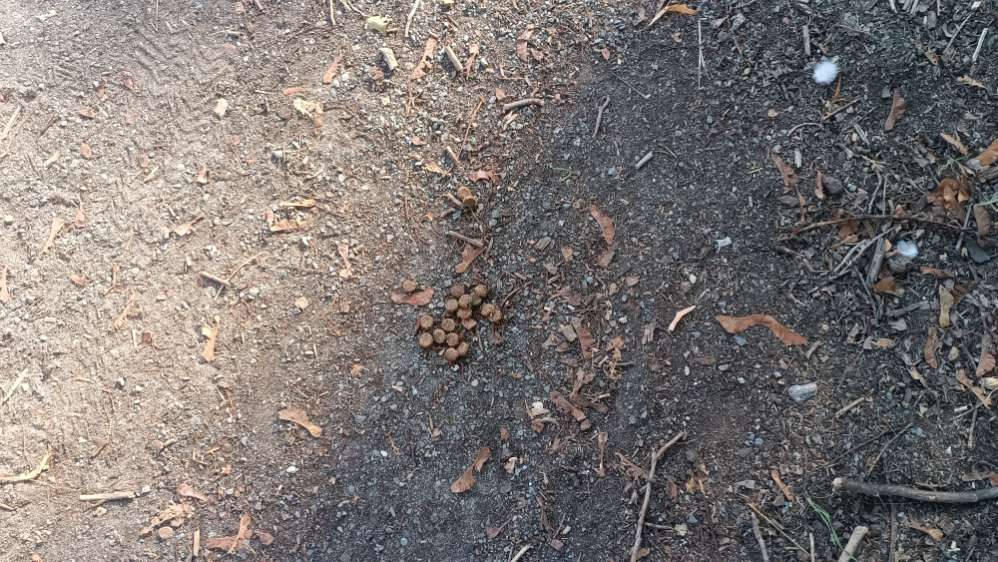 Giftköder-Fraglich ausgelegte Leckerlies-Profilbild