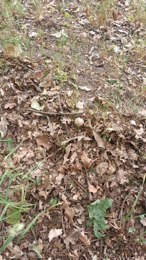 Giftköder-Fleischbällchen-Profilbild