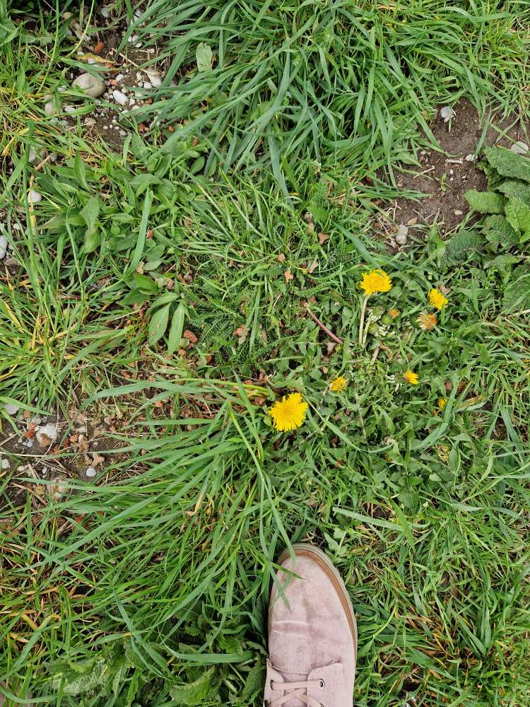 Giftköder-Hundfutter in der Wiese-Profilbild