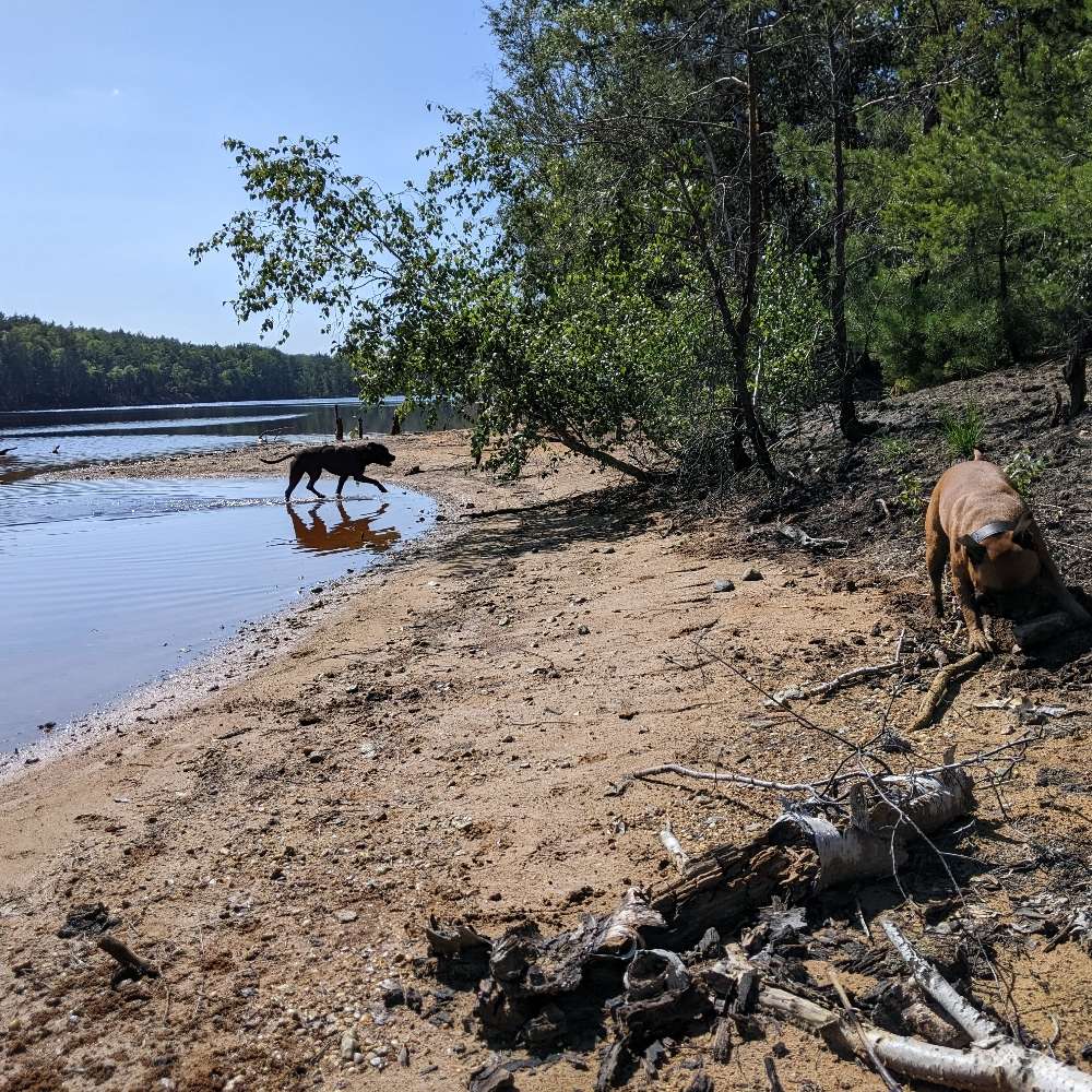 Hundetreffen-Social Walk * Training * Gassifriends-Profilbild