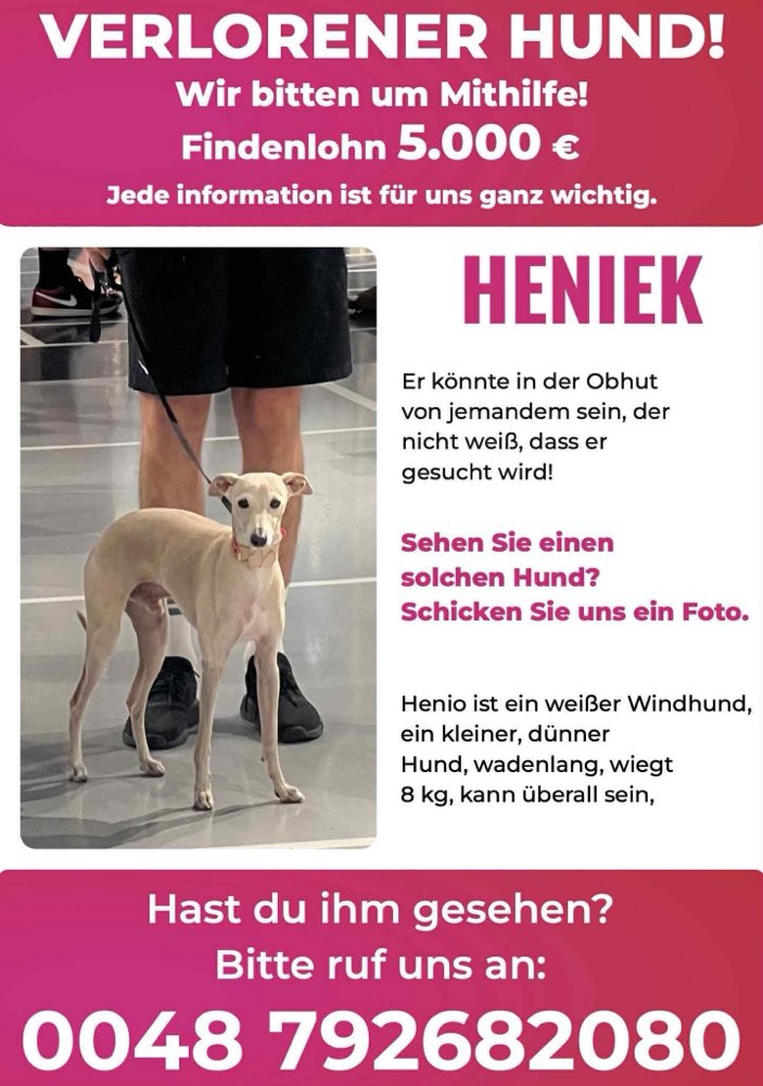 Suchmeldung-Henio - italienischer Windspiel-Profilbild