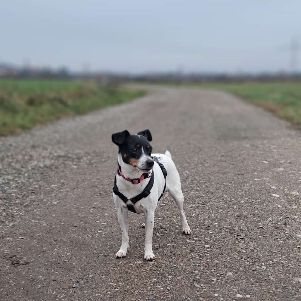 Hundetreffen-Gassi-spielrunde-Profilbild