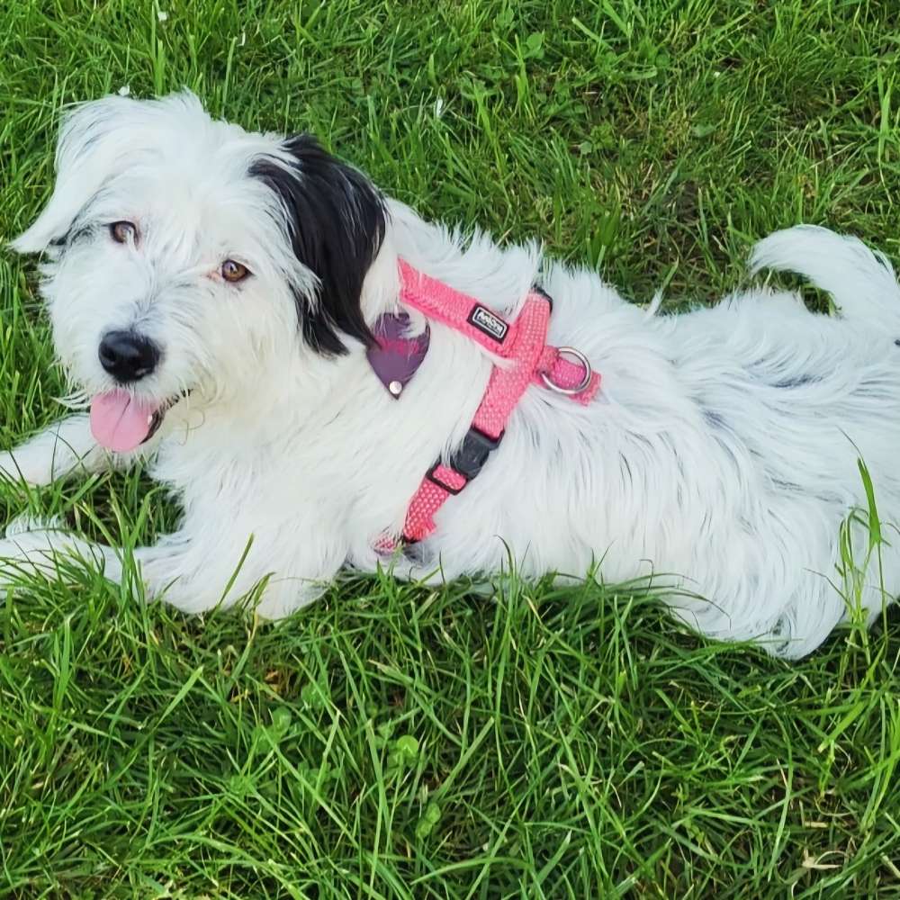Hundetreffen-Hundefreunde gesucht-Profilbild