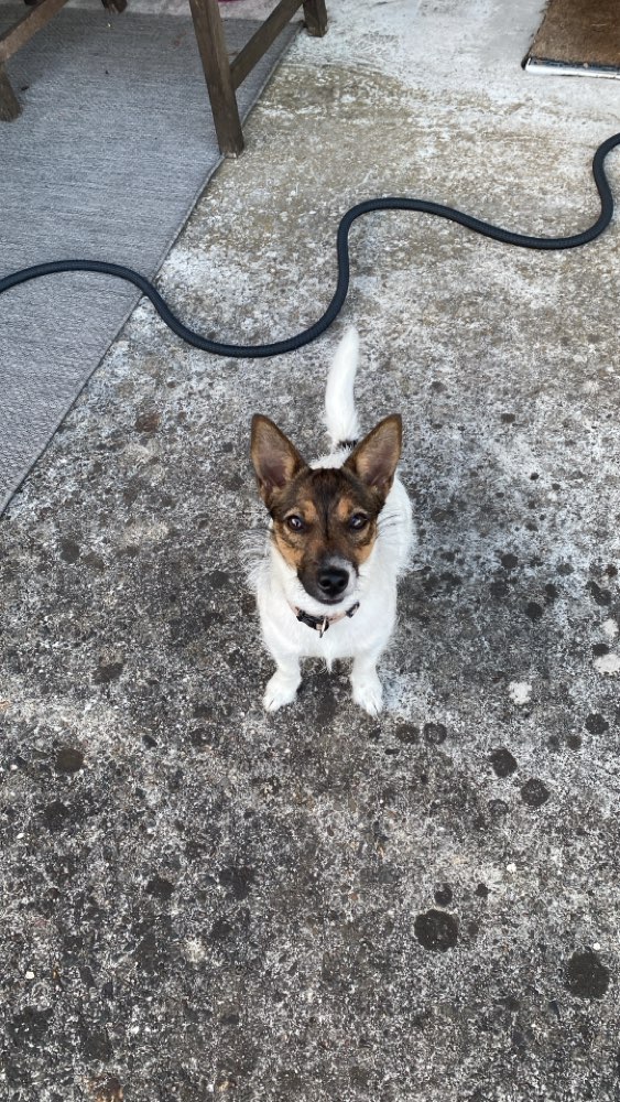 Hundetreffen-Spieltreff-Profilbild