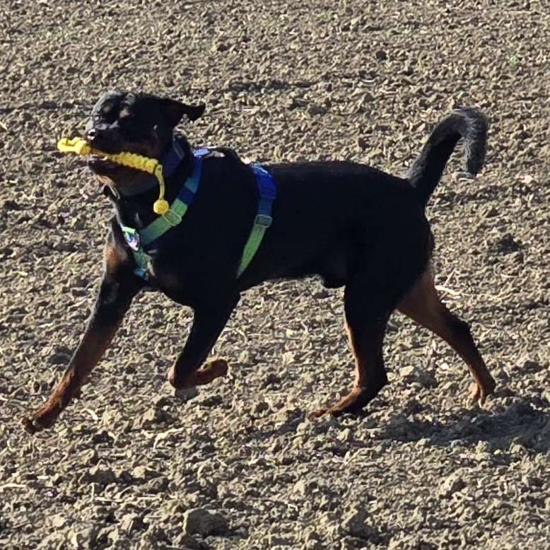 Hundetreffen-Rottobub sucht freunde zum spielen lernen und Gassi gehen-Profilbild