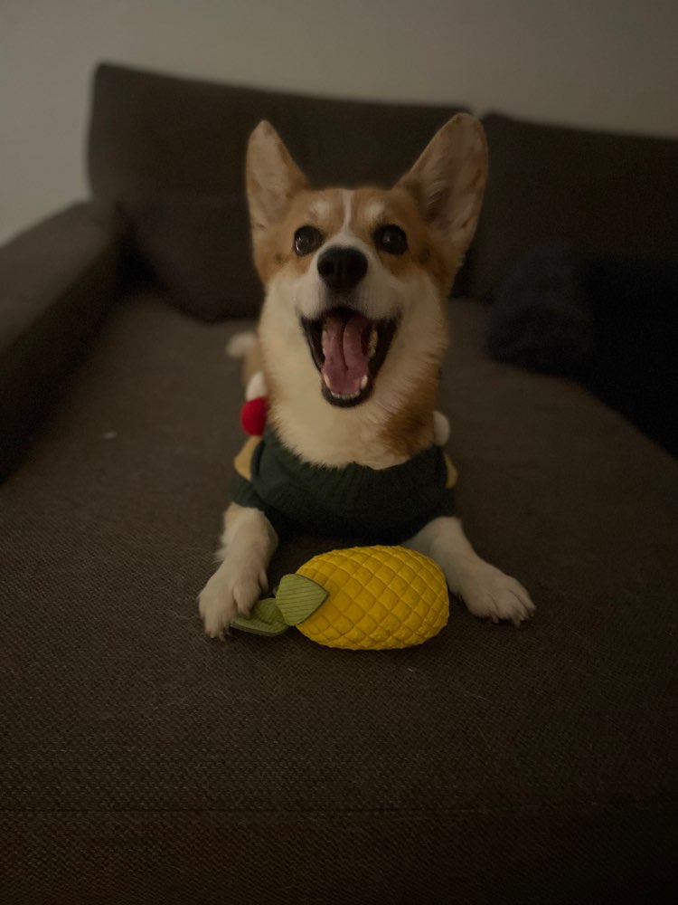 Hundetreffen-Austoben🐶😊-Profilbild