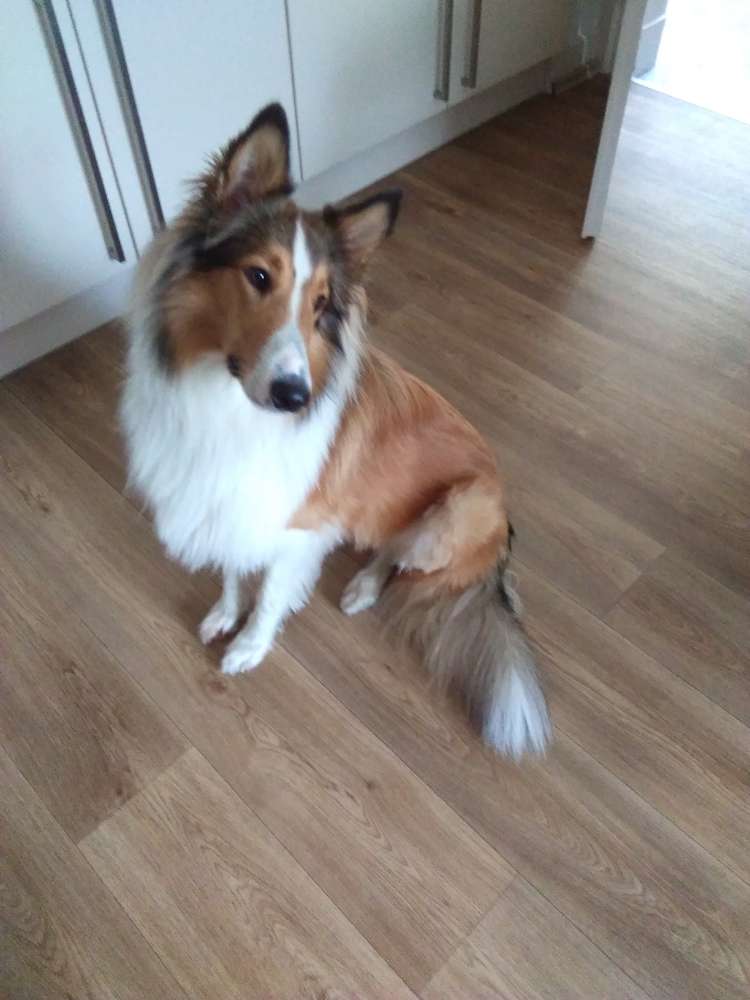 Hundetreffen-Junghunde Treffen-Profilbild