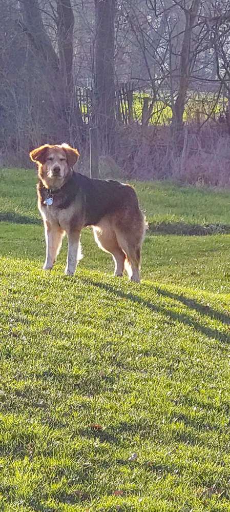 Hundetreffen-Spaziergang in der Soers-Profilbild