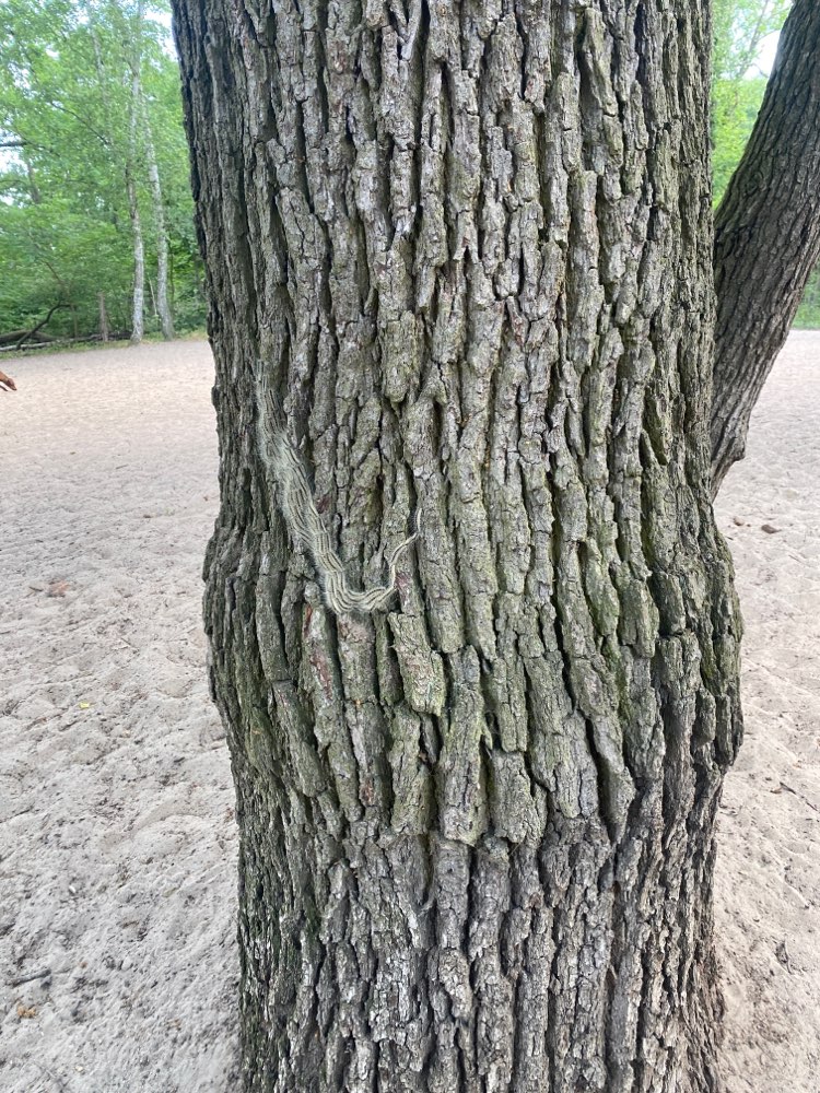 Giftköder-Eichenprozessionsspinner-Profilbild