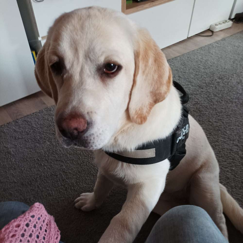 Hundetreffen-Junghund-Profilbild