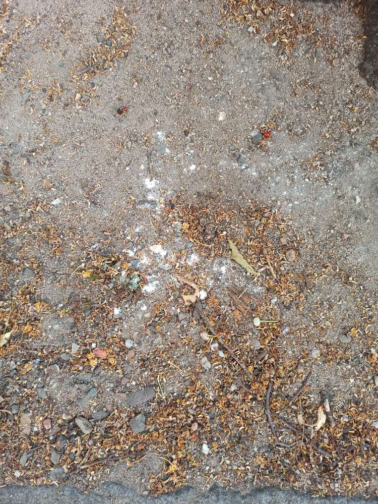 Giftköder-Weißes Pulver-Profilbild