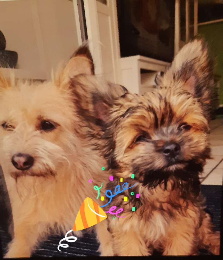 Hundetreffen-Kleine Hunde bis 10 kg-Profilbild