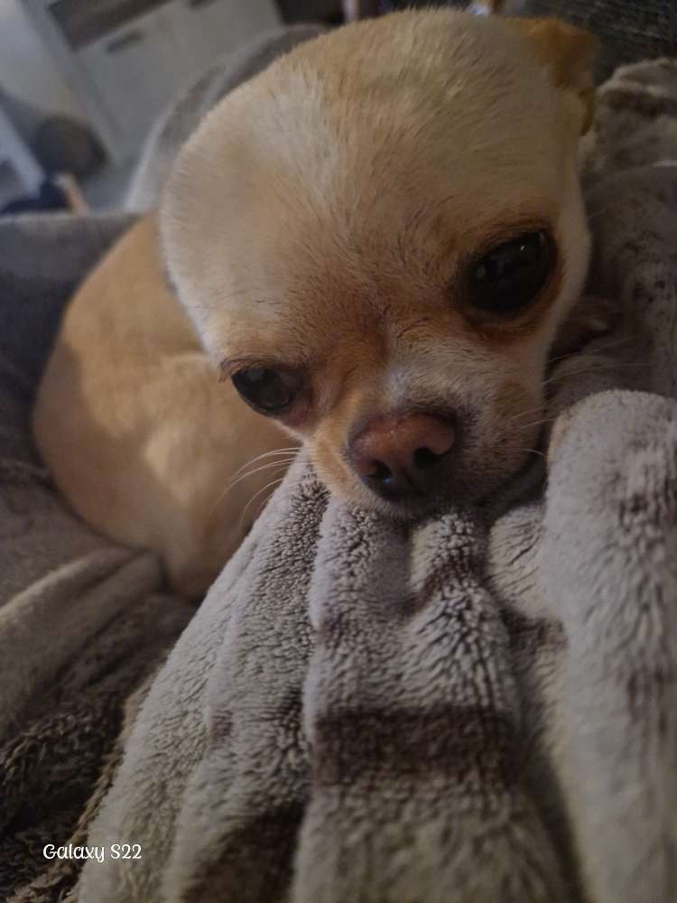 Hundetreffen-Spielfreude Gesucht ☆☆☆-Profilbild