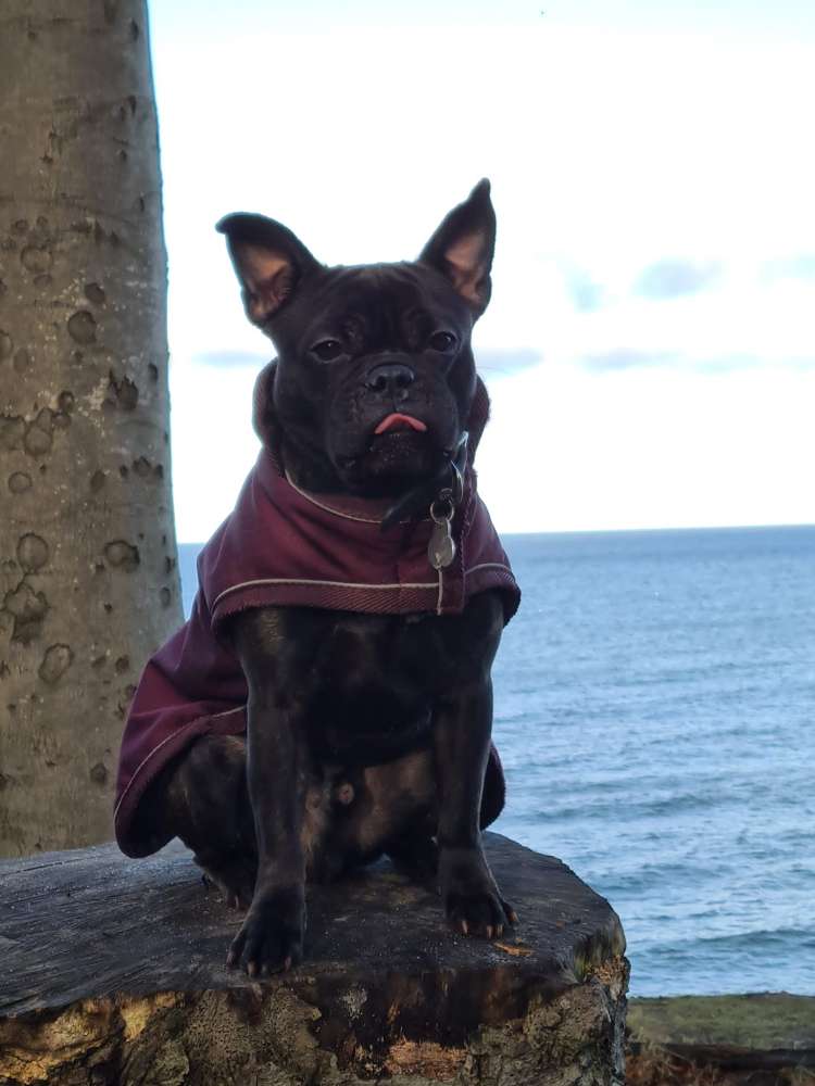 Hundetreffen-Hundefreunde gesucht-Profilbild
