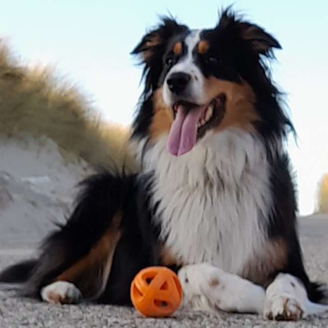 Hundetreffen-Gassirunde in Selm-Bork-Profilbild