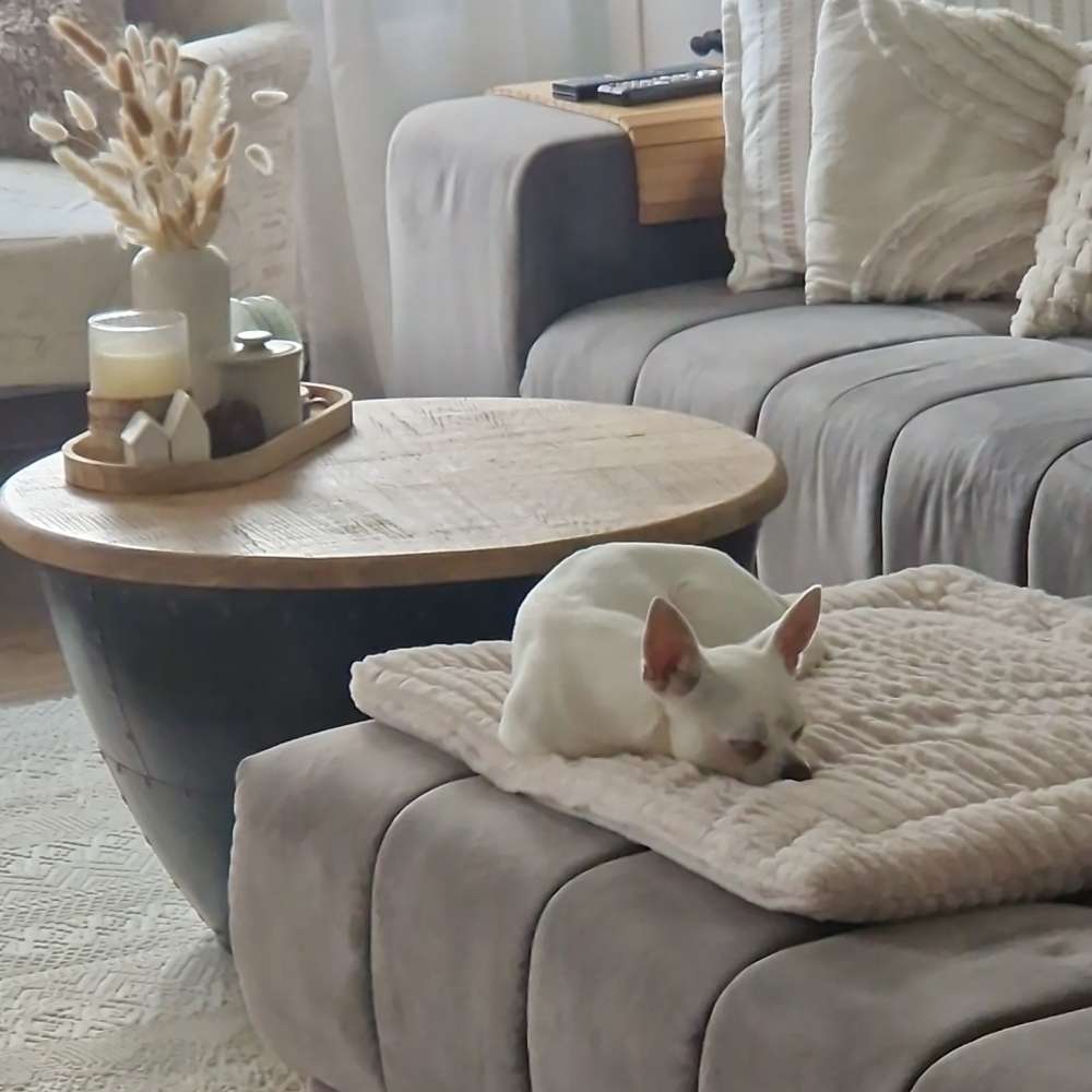 Hundetreffen-Gassirunde kleine Hunde-Profilbild