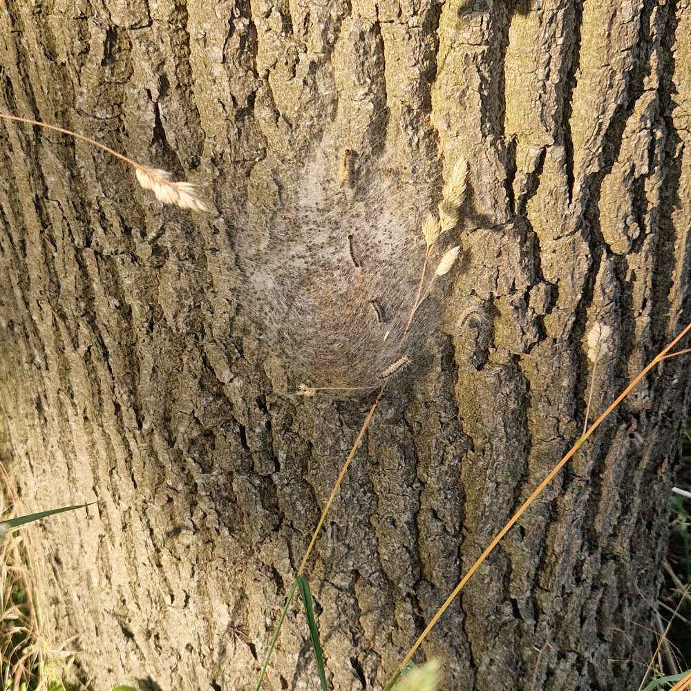 Giftköder-Eichenprozessionsspinner-Profilbild