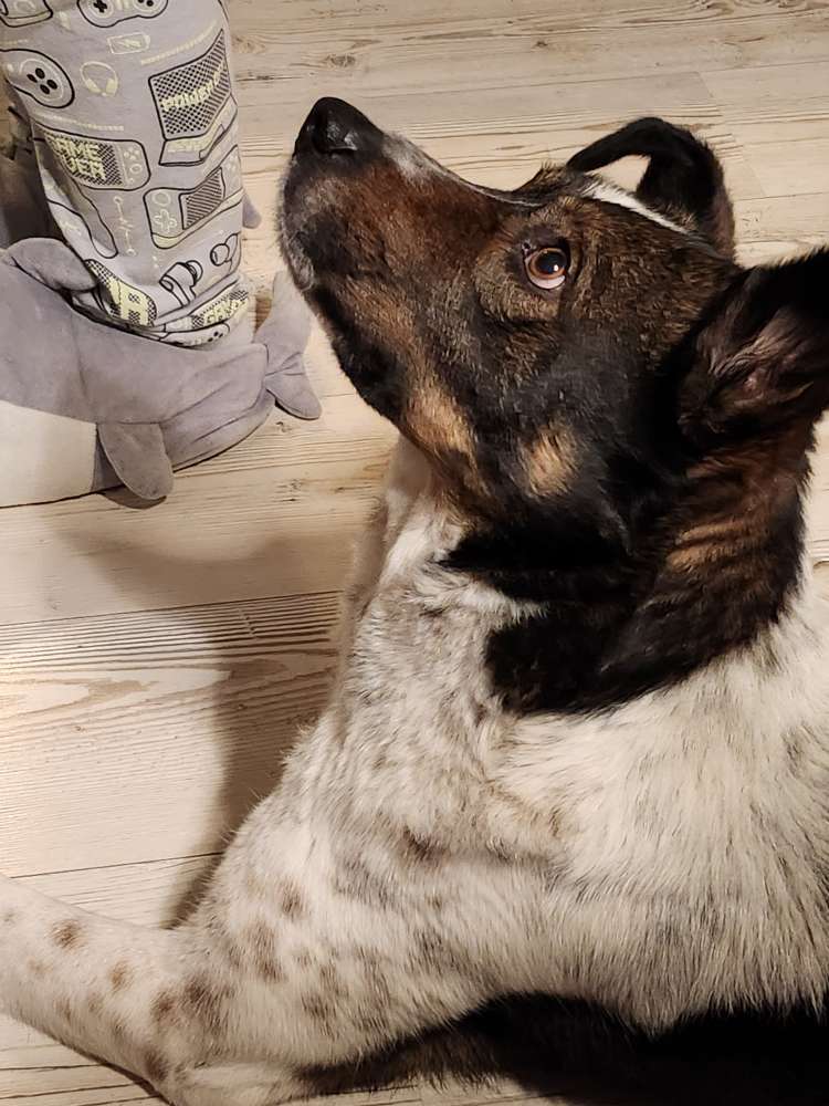 Hundetreffen-Gassi gehen zusammen und Soziale Kontakte knüpfen-Profilbild