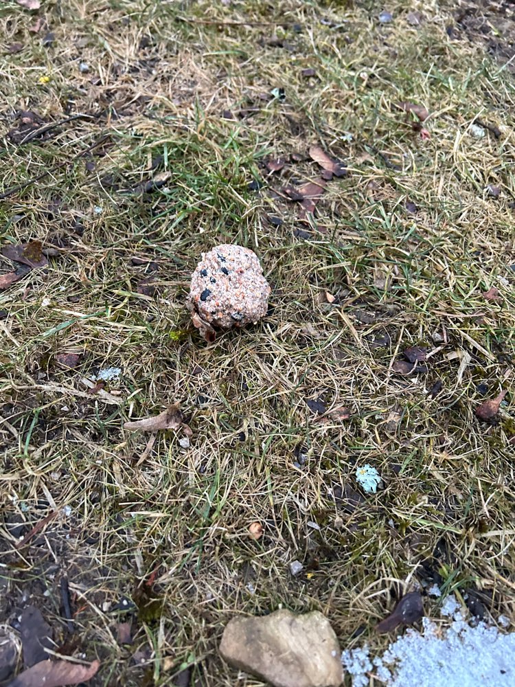 Giftköder-Eventuell Giftköder-Profilbild