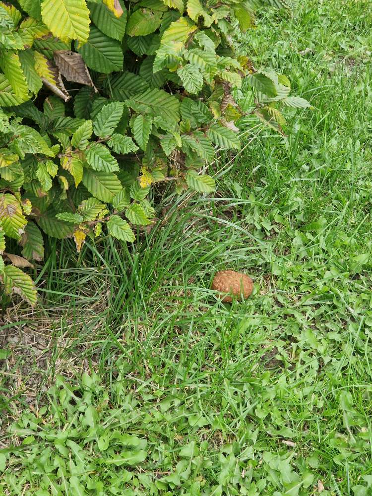 Giftköder-Evtl. Giftköder in Frikadelle-Profilbild