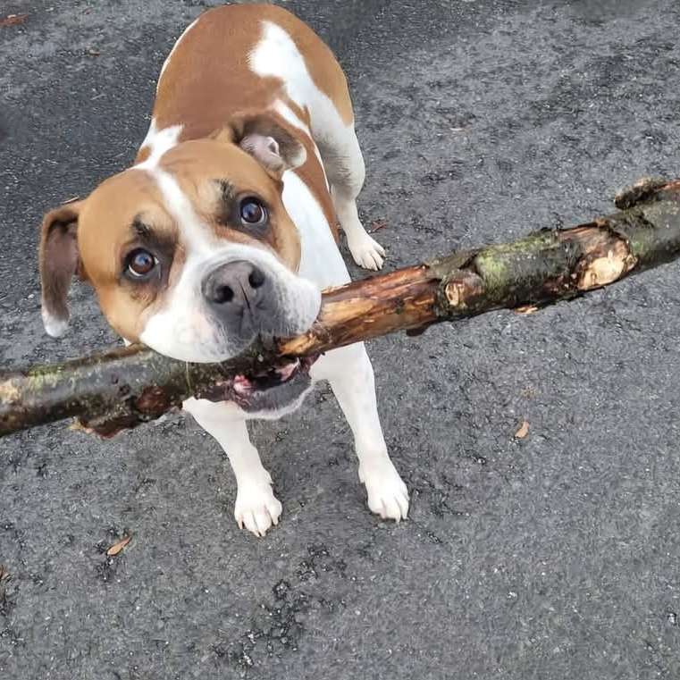 Hundetreffen-Spiel und spaß-Profilbild