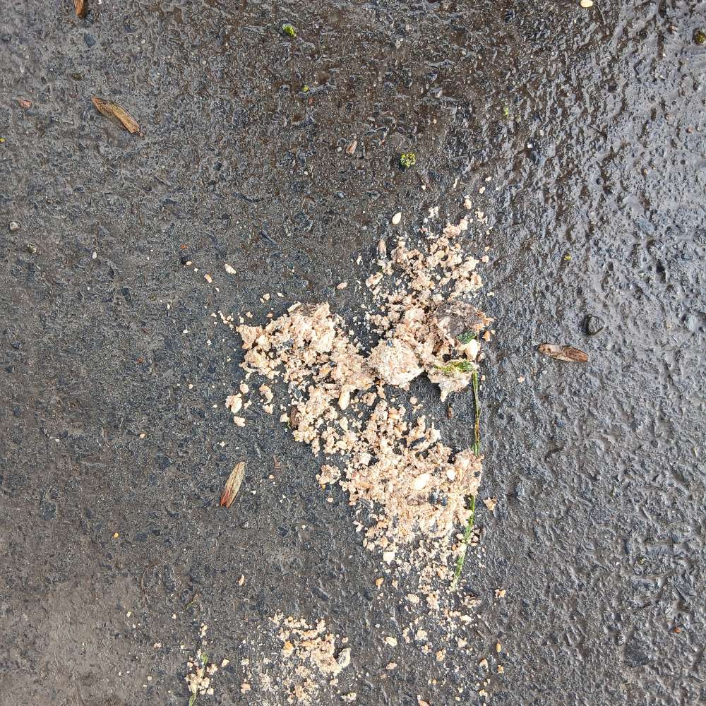 Giftköder-Giftköder am Kanal?-Profilbild