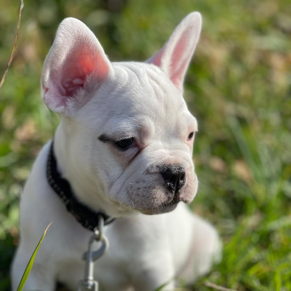 Hundetreffen-Welpentreffen Bottrop Eigen-Profilbild