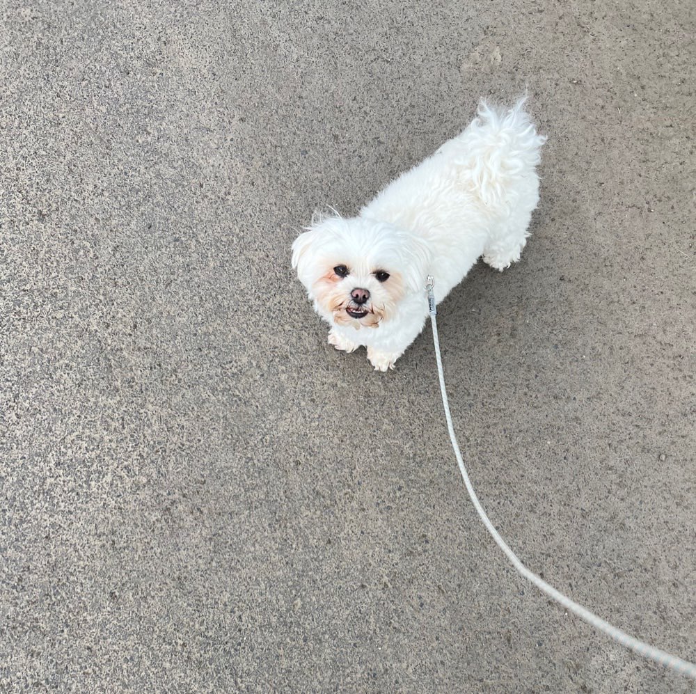 Hundetreffen-Kleine Hunde zum spielen und spazieren gehen-Profilbild