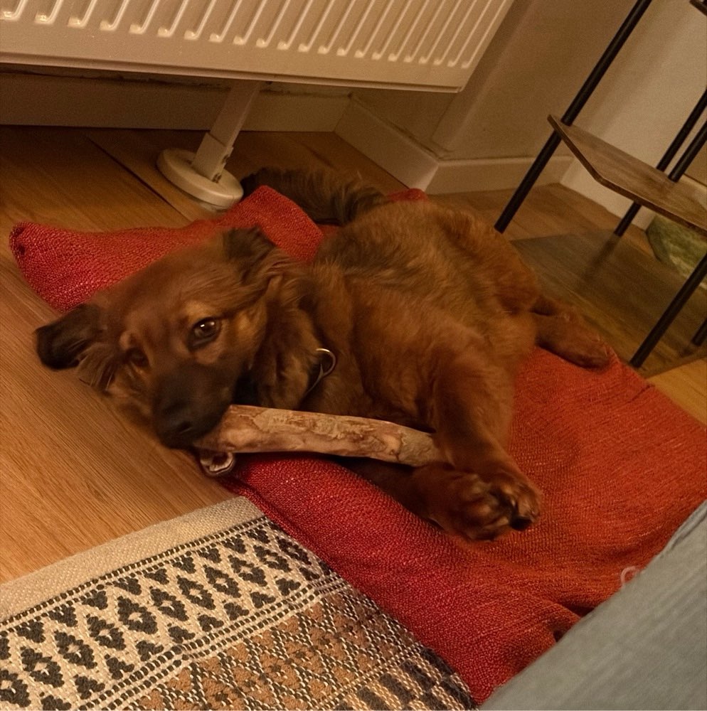 Hundetreffen-Spiel- oder Gassirunde-Profilbild