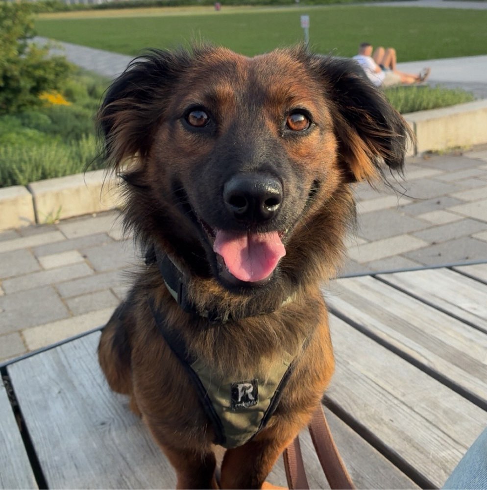 Hundetreffen-Spiel- oder Gassirunde-Profilbild