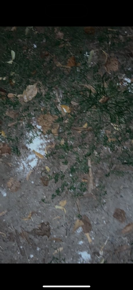 Giftköder-Evtl. Gitftköder-Profilbild