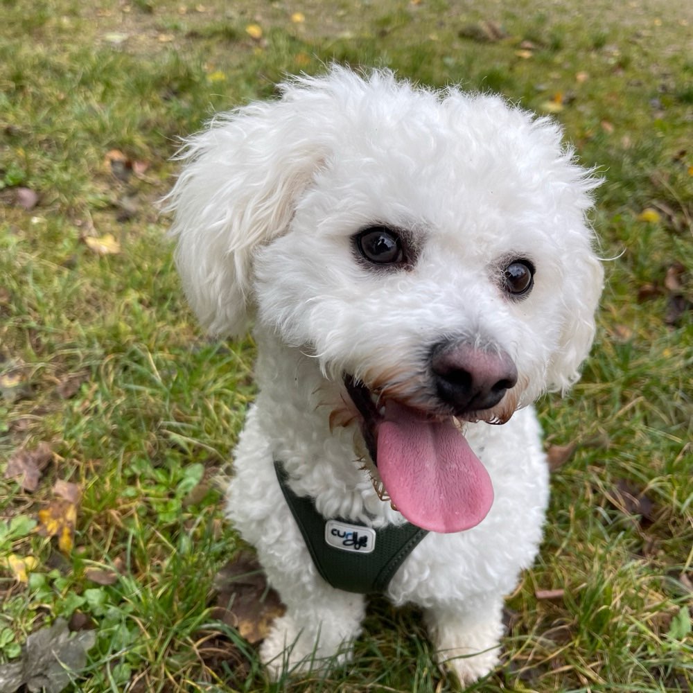 Hundetreffen-Gemeinsame Gassirunden-Profilbild