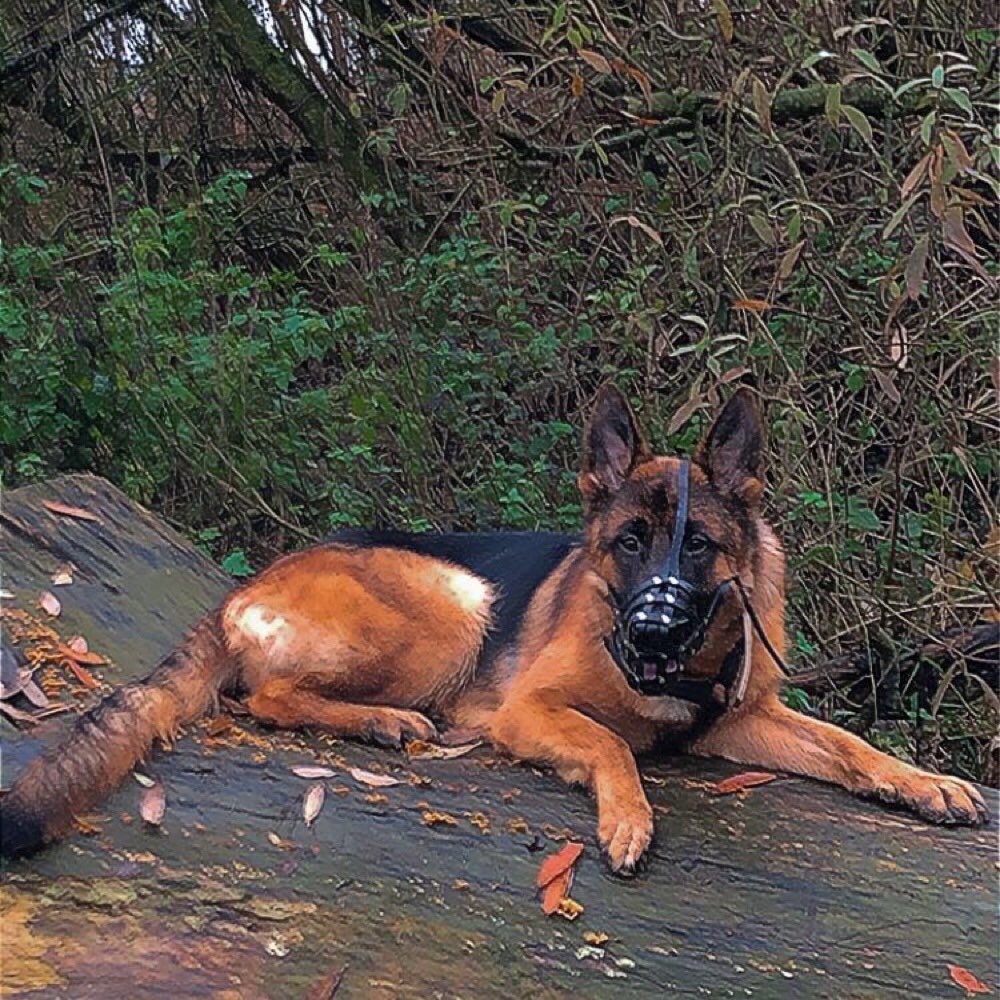 Hundetreffen-Spielen, spazieren gehen und Freunde finden-Profilbild